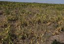 Entidad rural advirtió sobre “pérdidas irrecuperables” por la sequía y el calor