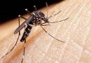 Dengue: después del pico histórico de 2020, las autoridades piden estar alertas