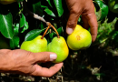 Peras y manzanas: más de 2.700 hectáreas afectadas por la caída de granizo en la provincia de Río Negro