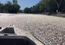 Millones de peces muertos bloquean un río australiano: “Es horrible”