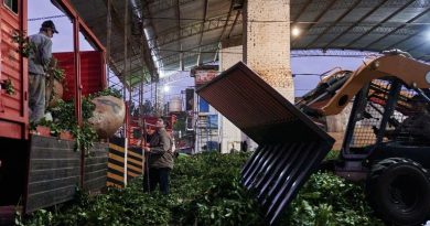 Los yerbateros vuelven a la “no cosecha” en reclamo de mejores precios