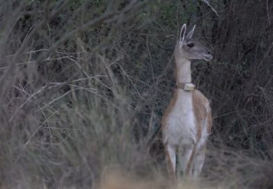 El guanaco regresa al Parque El Impenetrable tras 110 años ausente