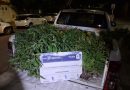 Persecución termina con un detenido con capturas activas y el hallazgo de plantas de marihuana