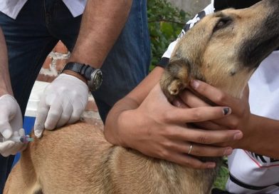 Habrá vacunación antirrábica y desparasitación gratuita en el Parque de Mayo