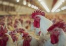 Detectaron un caso de gripe aviar en aves de corral y el Gobierno suspendió exportaciones