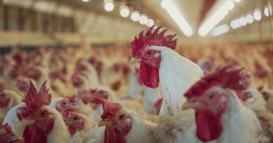 Detectaron un caso de gripe aviar en aves de corral y el Gobierno suspendió exportaciones