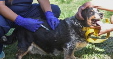 El municipio detalló el cronograma de atención veterinaria y vacunación antirrábica