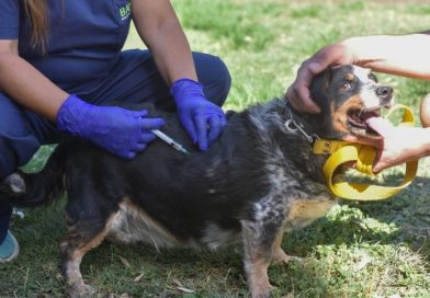El municipio detalló el cronograma de atención veterinaria y vacunación antirrábica