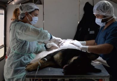 Realizarán una jornada de vacunación antirrábica en una plaza de Bahía Blanca