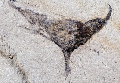 Hallazgo de fósiles en China revela un salto sorprendente hacia la aparición de animales complejos