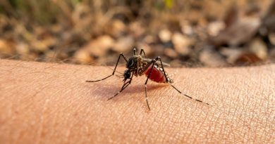 Alarma por el aumento de casos de chikungunya en Argentina