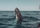 Seguimiento a ballena sugiere nueva ruta migratoria entre la Patagonia y la Antártida