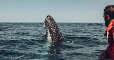 Seguimiento a ballena sugiere nueva ruta migratoria entre la Patagonia y la Antártida