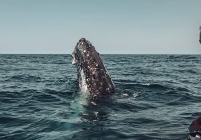 Seguimiento a ballena sugiere nueva ruta migratoria entre la Patagonia y la Antártida