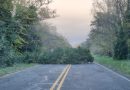 Un vehículo colisionó contra un árbol que derribó el viento en la ruta 76