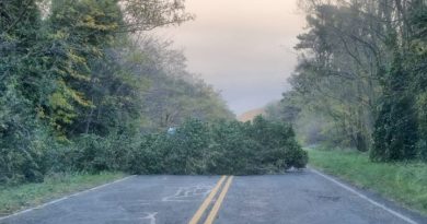 Un vehículo colisionó contra un árbol que derribó el viento en la ruta 76
