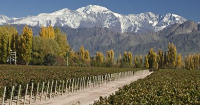 La cosecha argentina de uvas se redujo 8% en 2026