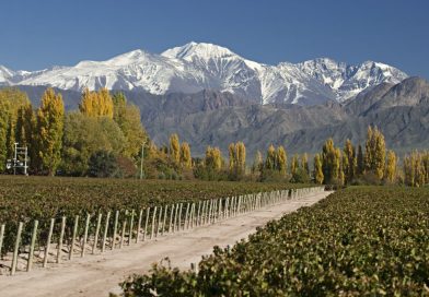 La cosecha argentina de uvas se redujo 8% en 2026