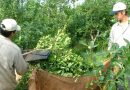 “El precio promedio de la yerba en góndola experimentó una caída real significativa del 46%”