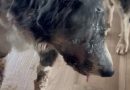 “En toda mi trayectoria nunca vi algo así”: el desgarrador relato del veterinario de ‘Chimenea’