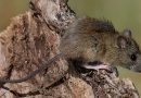 Confirmaron un nuevo caso de hantavirus en Bariloche