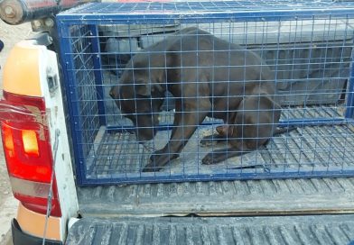 Maltrato animal en Cipolleti: lo denunciaron y dijo que le pegó a un perro porque había mordido a un chico