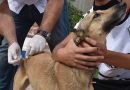 Continúa la campaña gratuita de vacunación antirrábica en Bahía Blanca