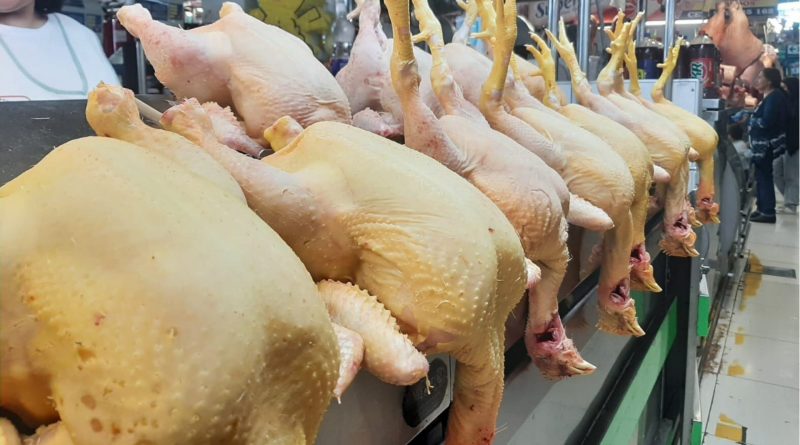 Argentina logra aval sanitario para volver a exportar carne aviar a la Unión Europea
