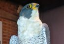 Rescatan un halcón peregrino herido tras un operativo policial en la provincia de Río Negro