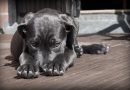 Aumentó el abandono de perros en México, Argentina y Brasil tras la pandemia