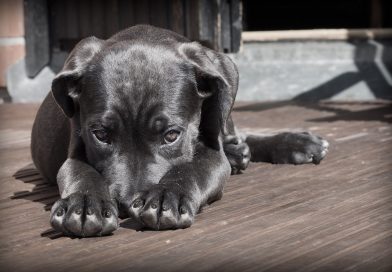 Aumentó el abandono de perros en México, Argentina y Brasil tras la pandemia