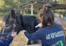 Convocan a voluntarios para colaborar con el Centro Equino Nelquihue