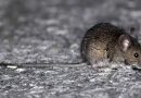 Descartaron dos casos sospechosos de hantavirus en Tres Arroyos