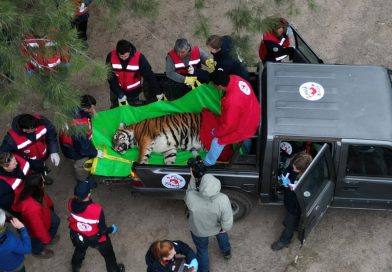Treinta tigres y leones rescatados en Argentina viajan a EE.UU. y Sudáfrica