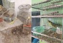 Secuestraron cardenales amarillos y elementos de captura en General Conesa
