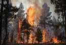 Alarma de los bomberos forestales ante el avance de los incendios en Estados Unidos