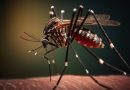 Alertan que el Niño puede favorecer la reproducción del mosquito del dengue