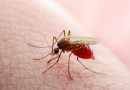 El brote de malaria en Alemania se cobra su tercera víctima moral