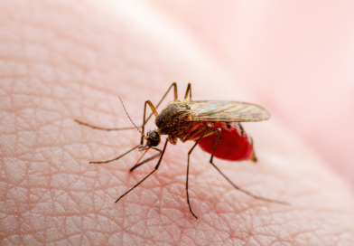 El brote de malaria en Alemania se cobra su tercera víctima moral