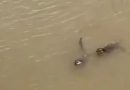 La crecida del Paraná desplazó a dos lobitos de río hacia una zona urbana de Corrientes
